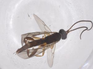  ( - CBG-A69191-B11)  @11 [ ] CreativeCommons - Attribution Share - Alike (2025) Centre for Biodiversity Genomics Centre for Biodiversity Genomics