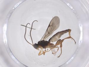  ( - CBG-A69191-C11)  @11 [ ] CreativeCommons - Attribution Share - Alike (2025) Centre for Biodiversity Genomics Centre for Biodiversity Genomics