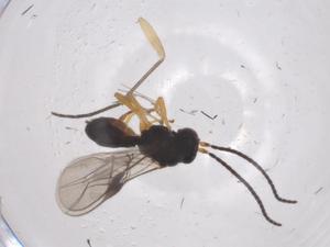  ( - CBG-A69191-G07)  @11 [ ] CreativeCommons - Attribution Share - Alike (2025) Centre for Biodiversity Genomics Centre for Biodiversity Genomics