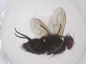  ( - CBG-A69203-A01)  @11 [ ] CreativeCommons - Attribution Share - Alike (2025) Centre for Biodiversity Genomics Centre for Biodiversity Genomics