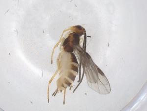  ( - CBG-A69498-D11)  @11 [ ] CreativeCommons - Attribution Share - Alike (2025) Centre for Biodiversity Genomics Centre for Biodiversity Genomics