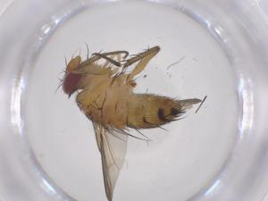  ( - CBG-A69532-C04)  @11 [ ] CreativeCommons - Attribution Share - Alike (2025) Centre for Biodiversity Genomics Centre for Biodiversity Genomics