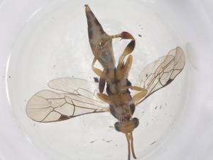  ( - CBG-A69549-A03)  @11 [ ] CreativeCommons - Attribution Share - Alike (2025) Centre for Biodiversity Genomics Centre for Biodiversity Genomics