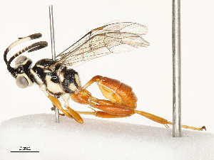  ( - CBG-A69565-A09)  @11 [ ] CreativeCommons - Attribution Share - Alike (2025) CBG Photography Group Centre for Biodiversity Genomics