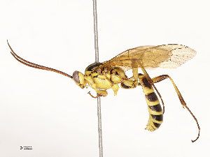  ( - CBG-A69566-F03)  @11 [ ] CreativeCommons - Attribution Share - Alike (2025) CBG Photography Group Centre for Biodiversity Genomics