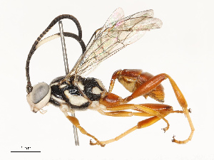  ( - CBG-A69566-G02)  @11 [ ] CreativeCommons - Attribution Share - Alike (2025) CBG Photography Group Centre for Biodiversity Genomics