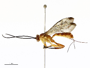  (ichMalasie01 - CBG-A69574-C07)  @11 [ ] CreativeCommons - Attribution Share - Alike (2025) CBG Photography Group Centre for Biodiversity Genomics