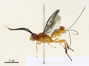  ( - CBG-A69574-G04)  @11 [ ] CreativeCommons - Attribution Share - Alike (2025) CBG Photography Group Centre for Biodiversity Genomics