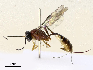  ( - CBG-A69574-G07)  @11 [ ] CreativeCommons - Attribution Share - Alike (2025) CBG Photography Group Centre for Biodiversity Genomics