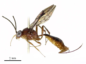  ( - CBG-A69574-G08)  @11 [ ] CreativeCommons - Attribution Share - Alike (2025) CBG Photography Group Centre for Biodiversity Genomics