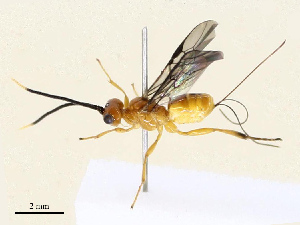  ( - CBG-A69574-G10)  @11 [ ] CreativeCommons - Attribution Share - Alike (2025) CBG Photography Group Centre for Biodiversity Genomics