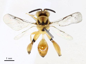  ( - CBG-A69574-H07)  @11 [ ] CreativeCommons - Attribution Share - Alike (2025) CBG Photography Group Centre for Biodiversity Genomics