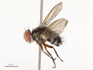  ( - CBG-A69575-G01)  @11 [ ] CreativeCommons - Attribution Share - Alike (2025) CBG Photography Group Centre for Biodiversity Genomics