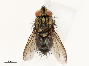  (Lixophaga Malaise4439 - CBG-A69575-G07)  @11 [ ] CreativeCommons - Attribution Share - Alike (2025) CBG Photography Group Centre for Biodiversity Genomics