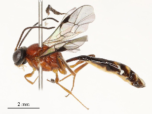  ( - CBG-A69577-C11)  @11 [ ] CreativeCommons - Attribution Share - Alike (2025) CBG Photography Group Centre for Biodiversity Genomics
