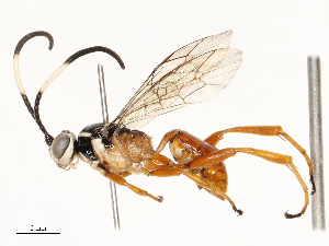  ( - CBG-A69577-D02)  @11 [ ] CreativeCommons - Attribution Share - Alike (2025) CBG Photography Group Centre for Biodiversity Genomics