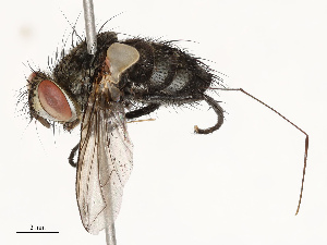  ( - CBG-A69578-A06)  @11 [ ] CreativeCommons - Attribution Share - Alike (2025) CBG Photography Group Centre for Biodiversity Genomics