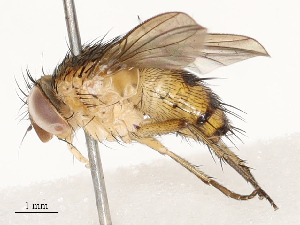  ( - CBG-A69578-E04)  @11 [ ] CreativeCommons - Attribution Share - Alike (2025) CBG Photography Group Centre for Biodiversity Genomics