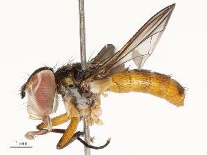  ( - CBG-A69578-E06)  @11 [ ] CreativeCommons - Attribution Share - Alike (2025) CBG Photography Group Centre for Biodiversity Genomics