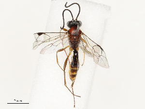  ( - CBG-A69581-A06)  @11 [ ] CreativeCommons - Attribution Share - Alike (2025) CBG Photography Group Centre for Biodiversity Genomics