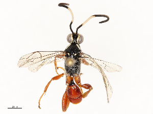  ( - CBG-A69581-E11)  @11 [ ] CreativeCommons - Attribution Share - Alike (2025) CBG Photography Group Centre for Biodiversity Genomics