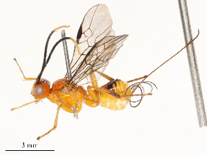  ( - CBG-A69582-D04)  @11 [ ] CreativeCommons - Attribution Share - Alike (2025) CBG Photography Group Centre for Biodiversity Genomics