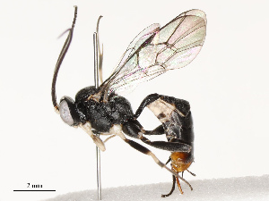  ( - CBG-A69613-A04)  @11 [ ] CreativeCommons - Attribution Share - Alike (2025) CBG Photography Group Centre for Biodiversity Genomics