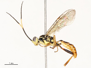  (ichneuMalaise01 Malaise2793 - CBG-A69613-A11)  @11 [ ] CreativeCommons - Attribution Share - Alike (2025) CBG Photography Group Centre for Biodiversity Genomics