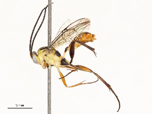  ( - CBG-A69613-B08)  @11 [ ] CreativeCommons - Attribution Share - Alike (2025) CBG Photography Group Centre for Biodiversity Genomics