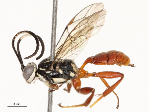  ( - CBG-A69613-D02)  @11 [ ] CreativeCommons - Attribution Share - Alike (2025) CBG Photography Group Centre for Biodiversity Genomics