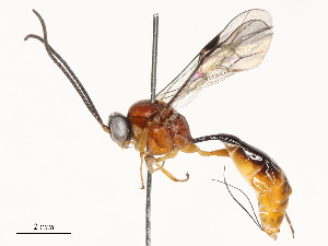  ( - CBG-A69613-E04)  @11 [ ] CreativeCommons - Attribution Share - Alike (2025) CBG Photography Group Centre for Biodiversity Genomics