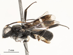  ( - CBG-A69613-F06)  @11 [ ] CreativeCommons - Attribution Share - Alike (2025) CBG Photography Group Centre for Biodiversity Genomics