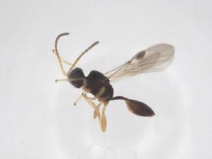  ( - CBG-A69664-B04)  @11 [ ] CreativeCommons - Attribution Share - Alike (2025) Centre for Biodiversity Genomics Centre for Biodiversity Genomics