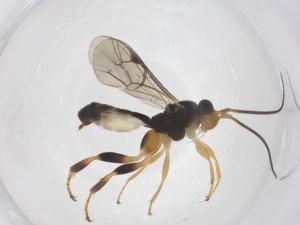  ( - CBG-A69678-A09)  @11 [ ] CreativeCommons - Attribution Share - Alike (2025) Centre for Biodiversity Genomics Centre for Biodiversity Genomics