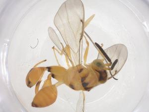  (chalMalaise01 Malaise1505 - CBG-A69678-B01)  @11 [ ] CreativeCommons - Attribution Share - Alike (2025) Centre for Biodiversity Genomics Centre for Biodiversity Genomics