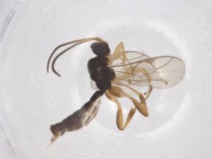  ( - CBG-A69836-G03)  @11 [ ] CreativeCommons - Attribution Share - Alike (2025) Centre for Biodiversity Genomics Centre for Biodiversity Genomics