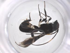  ( - CBG-A69853-A01)  @11 [ ] CreativeCommons - Attribution Share - Alike (2025) Centre for Biodiversity Genomics Centre for Biodiversity Genomics