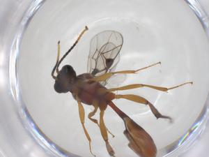  ( - CBG-A69868-D09)  @11 [ ] CreativeCommons - Attribution Share - Alike (2025) Centre for Biodiversity Genomics Centre for Biodiversity Genomics