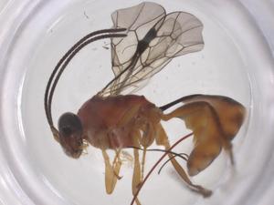  ( - CBG-A69875-A10)  @11 [ ] CreativeCommons - Attribution Share - Alike (2025) Centre for Biodiversity Genomics Centre for Biodiversity Genomics