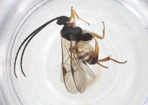  ( - CBG-A69899-H10)  @11 [ ] CreativeCommons - Attribution Share - Alike (2025) Centre for Biodiversity Genomics Centre for Biodiversity Genomics