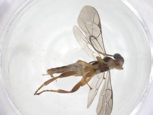  ( - CBG-A69904-H07)  @11 [ ] CreativeCommons - Attribution Share - Alike (2025) Centre for Biodiversity Genomics Centre for Biodiversity Genomics