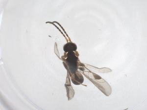  ( - CBG-A69906-B12)  @11 [ ] CreativeCommons - Attribution Share - Alike (2025) Centre for Biodiversity Genomics Centre for Biodiversity Genomics