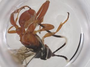  ( - CBG-A69919-B10)  @11 [ ] CreativeCommons - Attribution Share - Alike (2025) Centre for Biodiversity Genomics Centre for Biodiversity Genomics