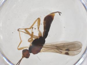  ( - CBG-A69922-G06)  @11 [ ] CreativeCommons - Attribution Share - Alike (2025) Centre for Biodiversity Genomics Centre for Biodiversity Genomics