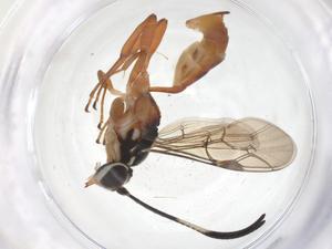  ( - CBG-A69923-A12)  @11 [ ] CreativeCommons - Attribution Share - Alike (2025) Centre for Biodiversity Genomics Centre for Biodiversity Genomics