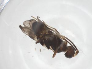  ( - CBG-A69927-G05)  @11 [ ] CreativeCommons - Attribution Share - Alike (2025) Centre for Biodiversity Genomics Centre for Biodiversity Genomics