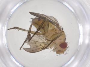  ( - CBG-A69930-B04)  @11 [ ] CreativeCommons - Attribution Share - Alike (2025) Centre for Biodiversity Genomics Centre for Biodiversity Genomics