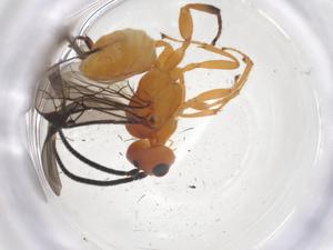  ( - CBG-A69931-H08)  @11 [ ] CreativeCommons - Attribution Share - Alike (2025) Centre for Biodiversity Genomics Centre for Biodiversity Genomics