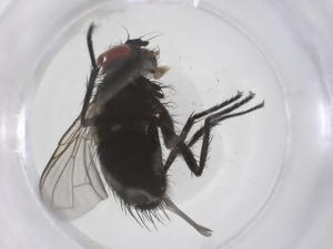  ( - CBG-A69979-A04)  @11 [ ] CreativeCommons - Attribution Share - Alike (2025) Centre for Biodiversity Genomics Centre for Biodiversity Genomics