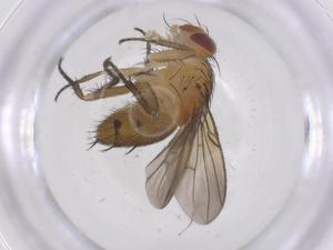  ( - CBG-A69981-B07)  @11 [ ] CreativeCommons - Attribution Share - Alike (2025) Centre for Biodiversity Genomics Centre for Biodiversity Genomics